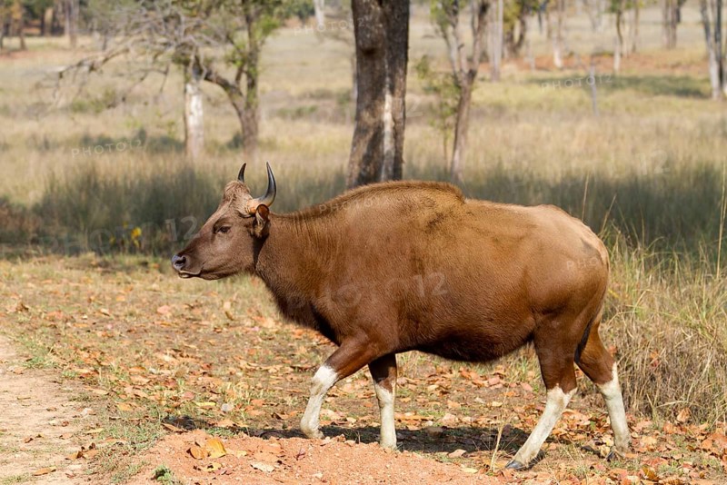 Gaur