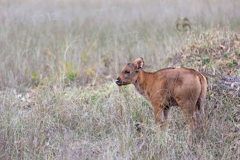 Gaur