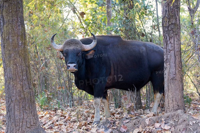 Gaur