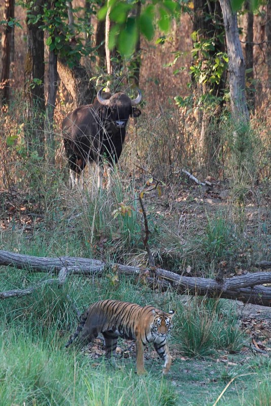 Indian Tiger