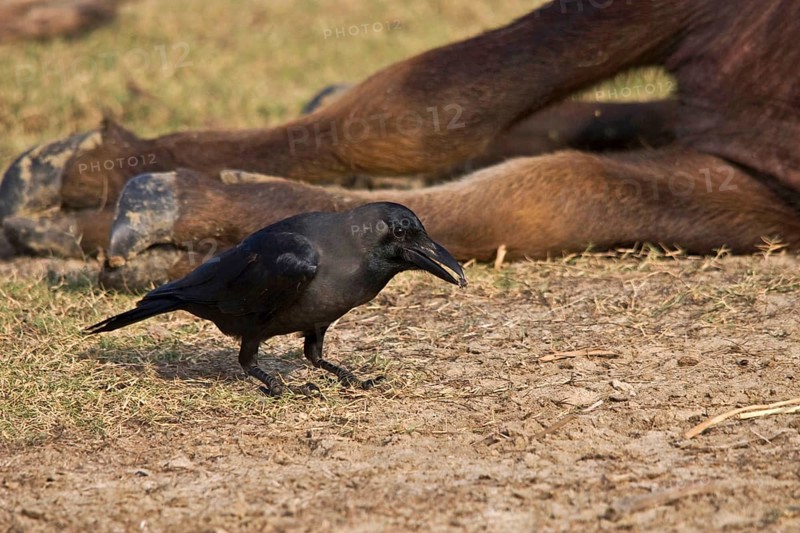 House crow