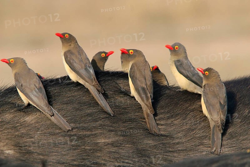 Red-billed Oxpecker