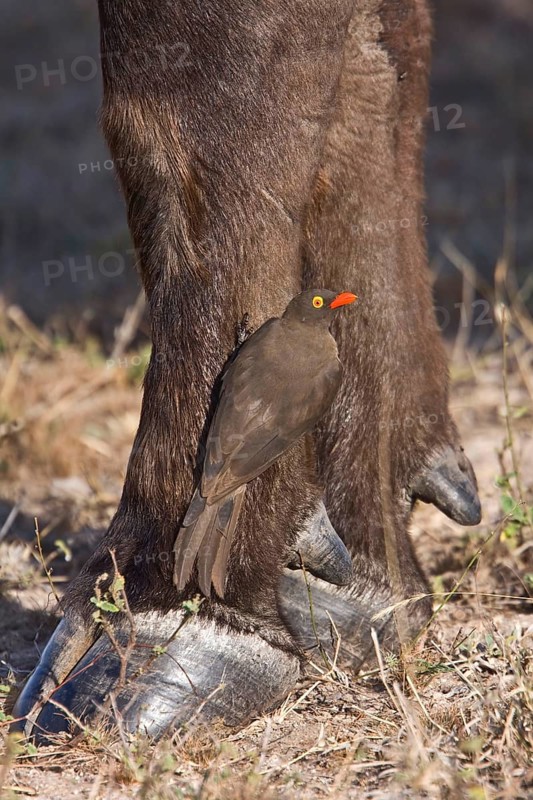 Red-billed Oxpecker
