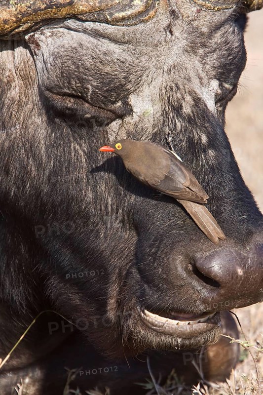 Red-billed Oxpecker