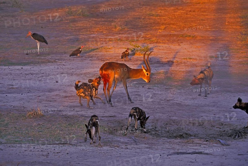 African wild dog