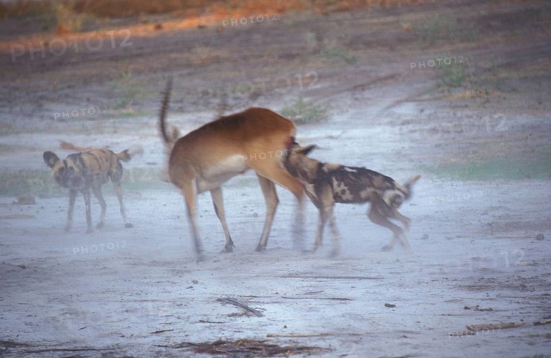 African wild dog