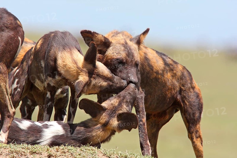 African wild dog