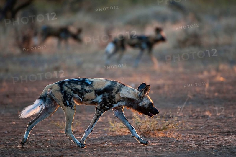 African wild dog
