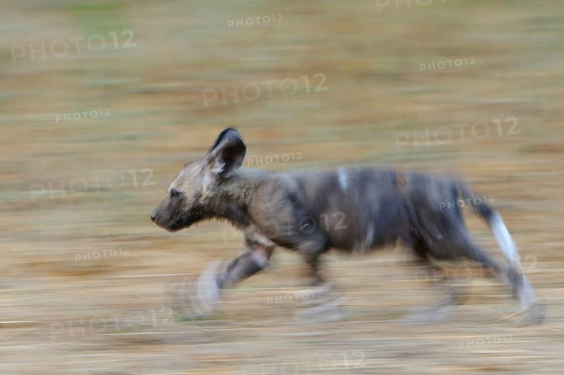 African wild dog