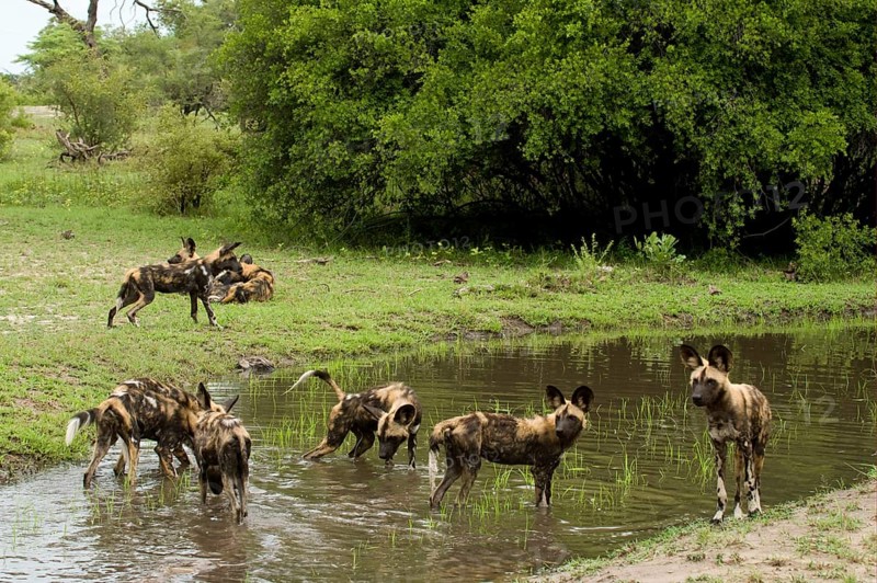 African wild dog