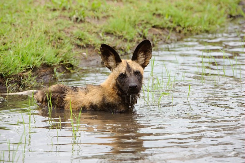 African wild dog