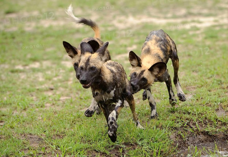 African wild dog