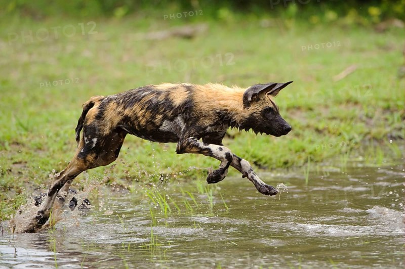 African wild dog