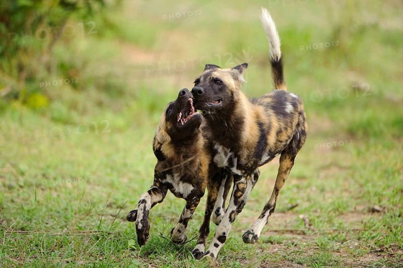 African wild dog