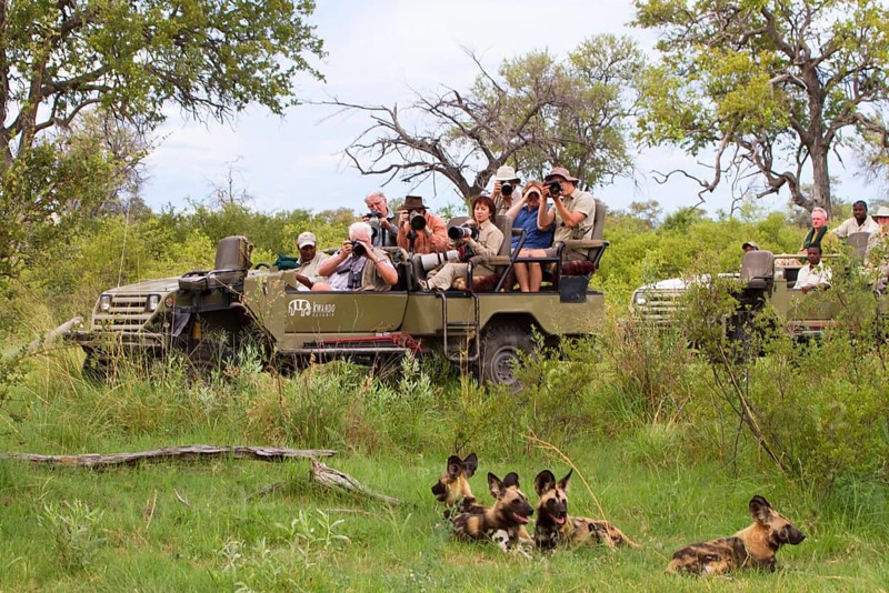 African wild dog