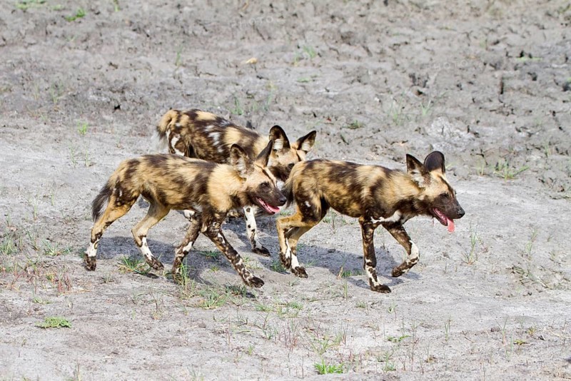 African wild dog