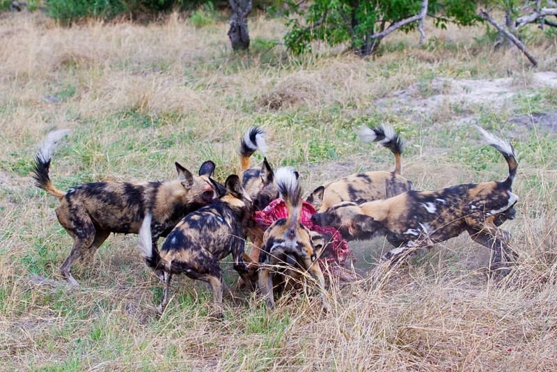 African wild dog