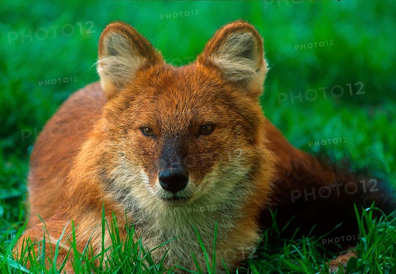 Dhole