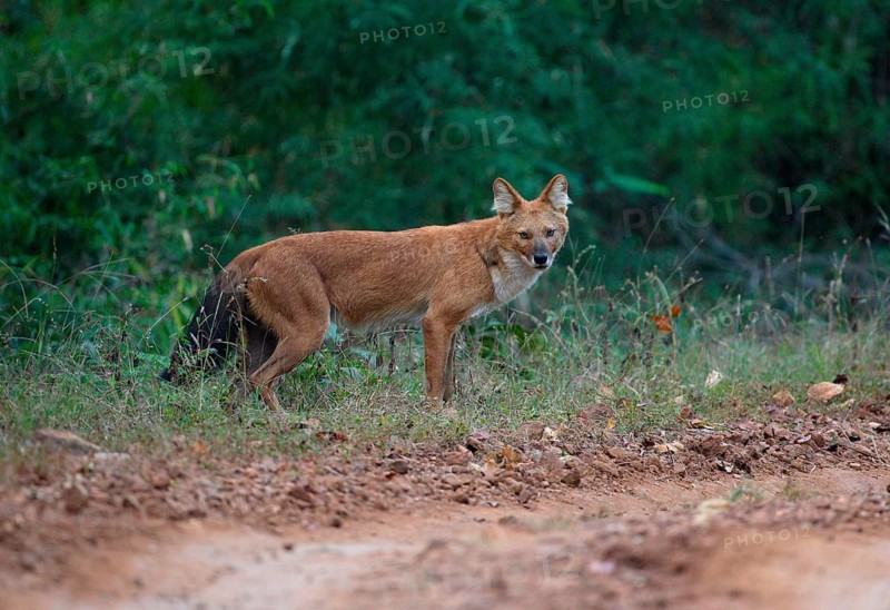 Dhole
