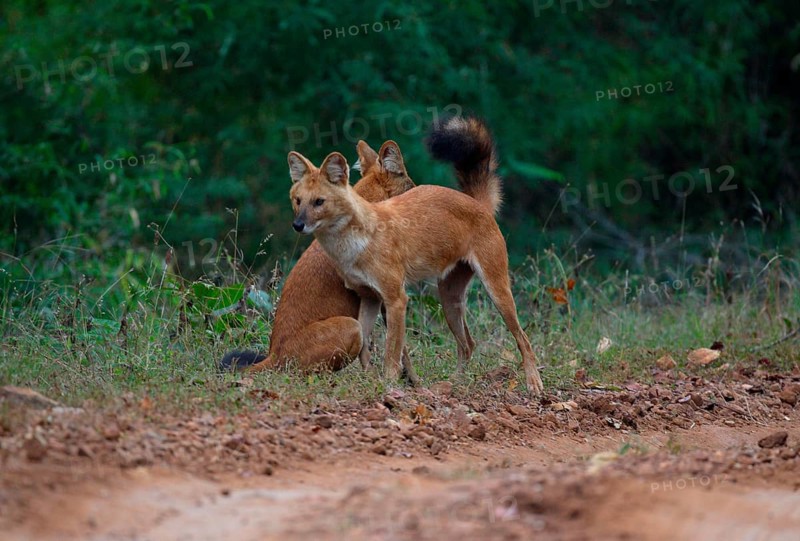 Dhole