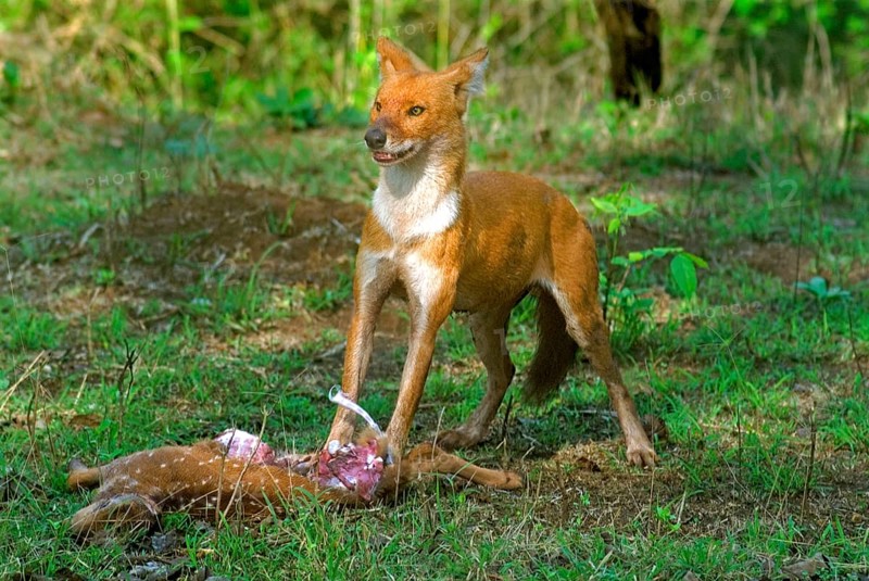 Dhole