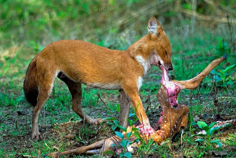 Dhole