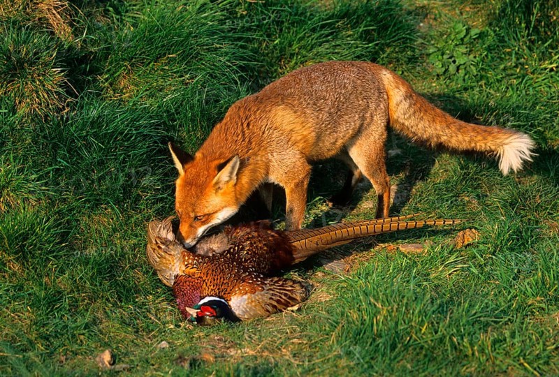 Red Fox