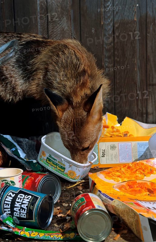 Red Fox