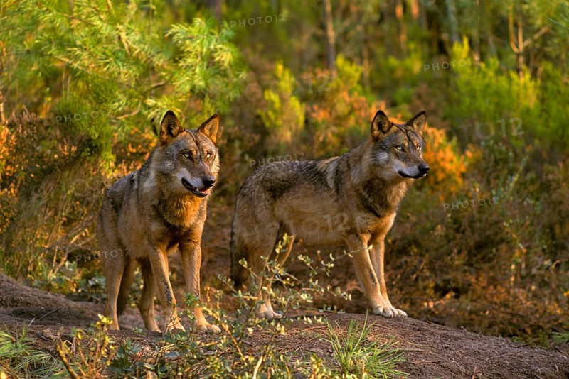 Iberian Wolf