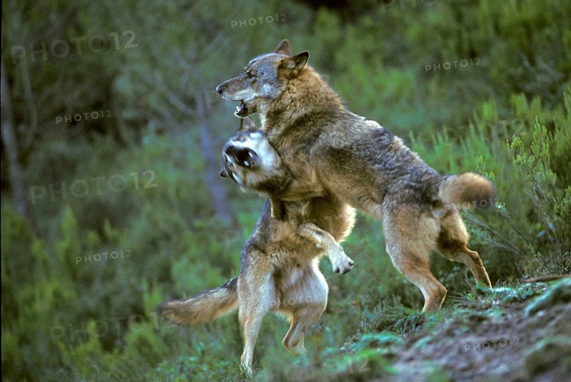 Iberian wolf