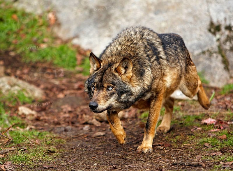 Iberian wolf