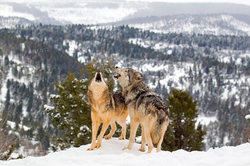 Wolf