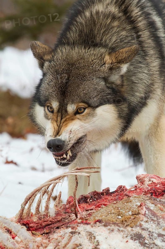 Grey wolf