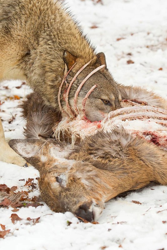 Grey gray wolf