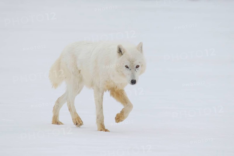 Arctic wolf