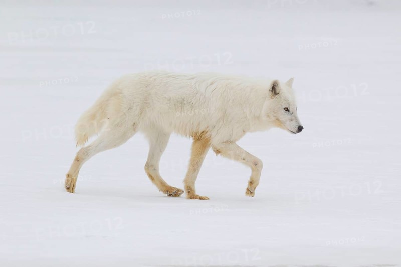 Arctic wolf