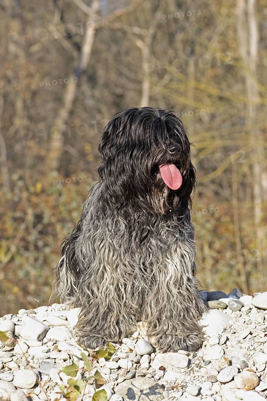 Domestic Dog