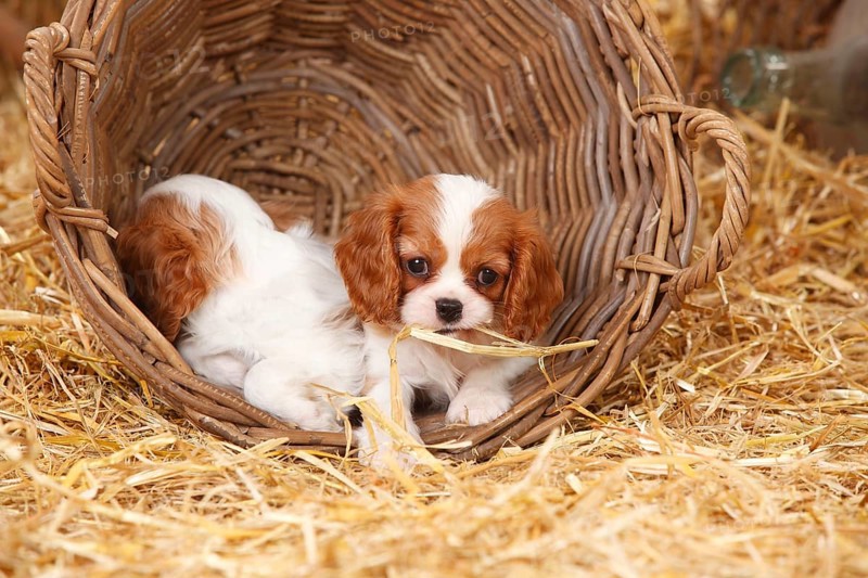 Cavalier-King-Charles-Spaniel