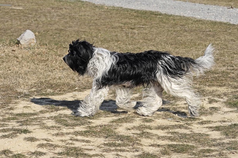Domestic Dog
