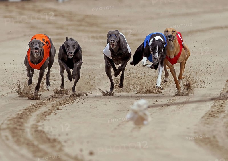 Greyhounds on racetrack