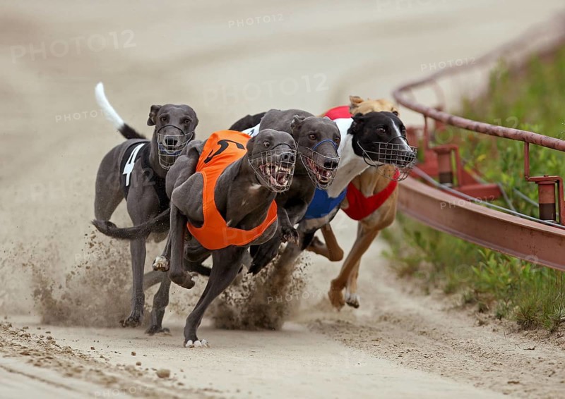 Greyhounds on racetrack
