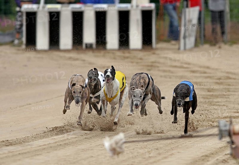 Greyhounds on racetrack