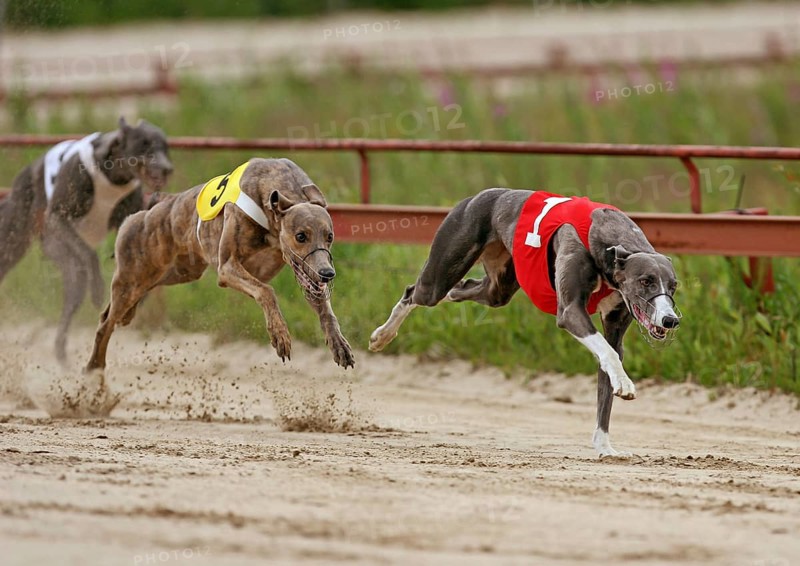 Greyhounds on racetrack