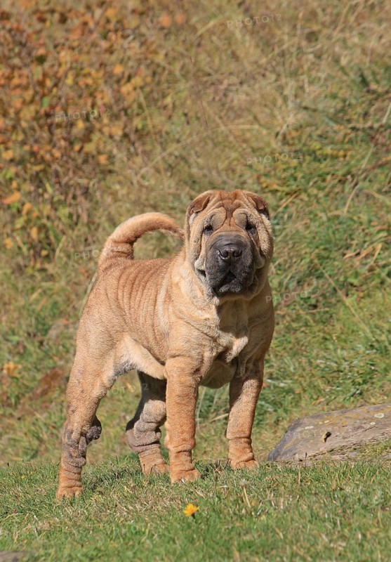 Domestic Dog