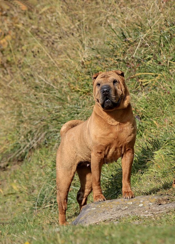 Domestic Dog