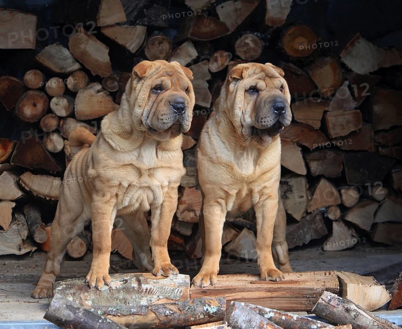 Shar Peis
