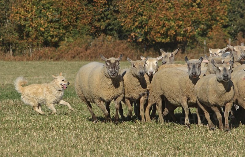 Mudi drives flock of sheep