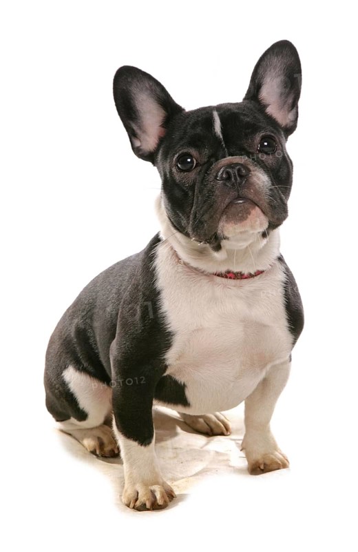 Domestic Dog