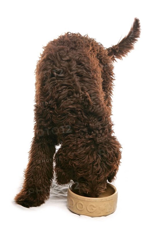 Mixed breed dog