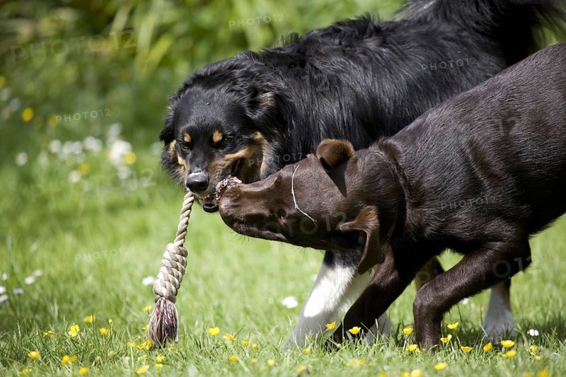 Border collie